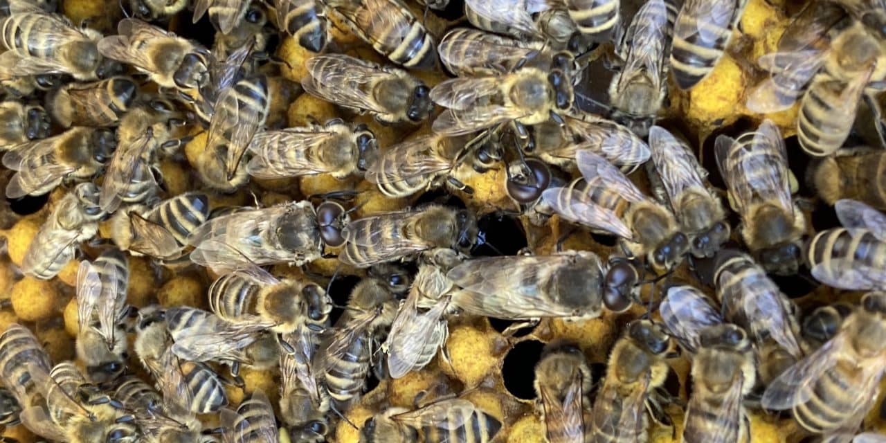Was wir für den Schutz der Bienen tun können: 26 Tipps für euch