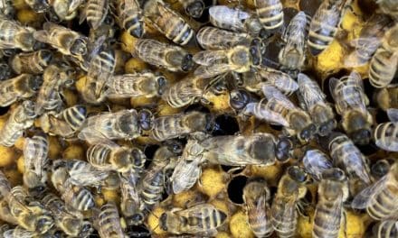 Was wir für den Schutz der Bienen tun können: 26 Tipps für euch