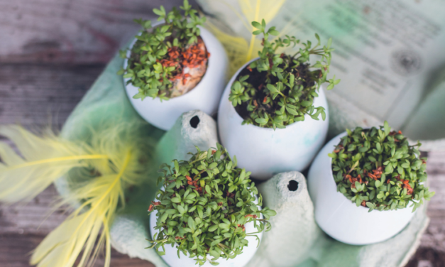 Bepflanzte DIY-Eierschalen zu Ostern
