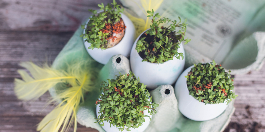 Bepflanzte DIY-Eierschalen zu Ostern